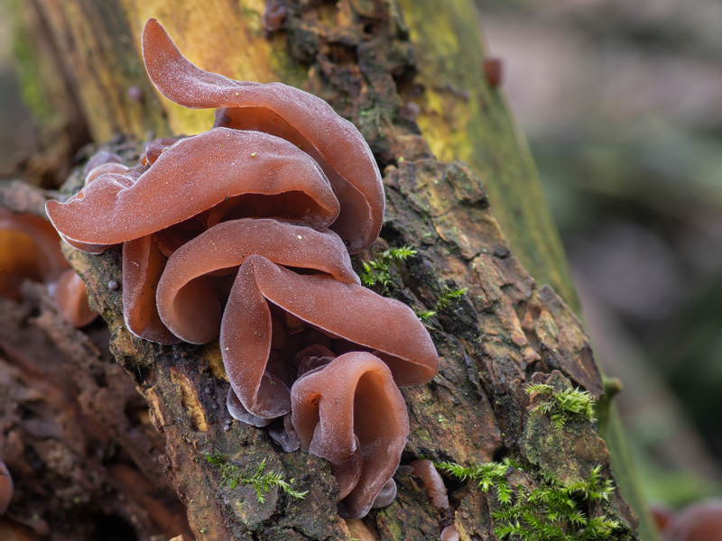 Hirneola aurica-judae